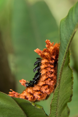 Shag Carpet Caterpillar, Prothysana felderi