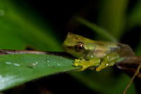 Tree Frog Froglet