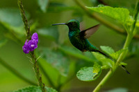 Peruvian Racket-tail Hummingbird