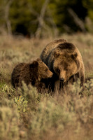 Grizzly Bear #793 "Blondie" and her Yearling Cub