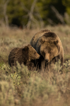 Grizzly Bear #793 "Blondie" and her Yearling Cub