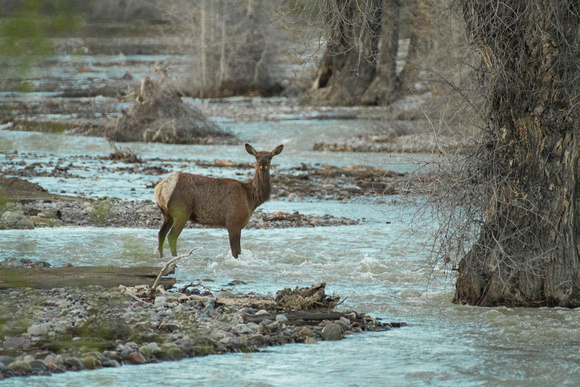 Elk Crossing Pacific Creek
