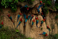 Red-and-Green Macaws at a Clay Lick