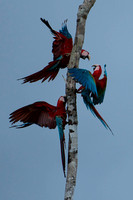 Red-and-Green Macaws
